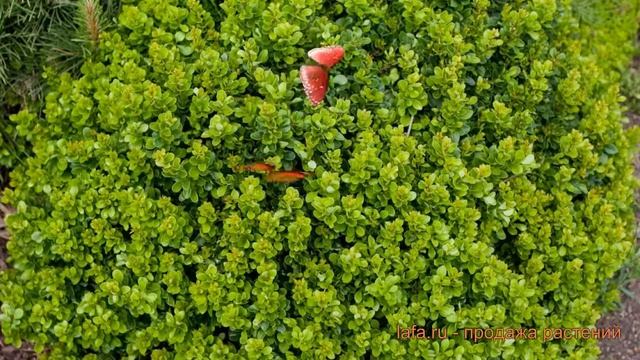 Барбарис тунберга Коболд (berberis thunbergii kobold) ? обзор: как сажать, саженцы барбариса Коболд смотреть онлайн