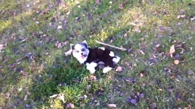 Brinko Berg 2 смотреть онлайн