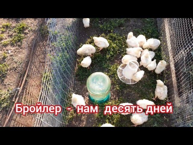бройлер кобб 500 - нам десять дней.... смотреть онлайн