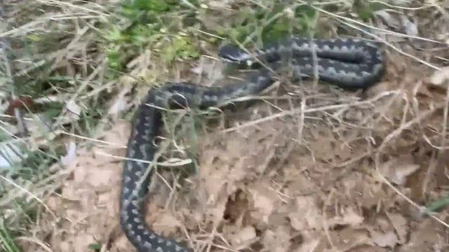 Гадюка, обыкновенная гадюка смотреть онлайн