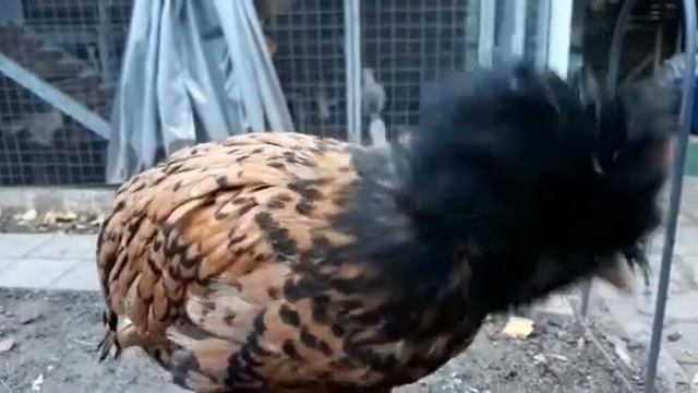 Цыплята породы Золотистый Падуан, вывод от 17.07.2020 смотреть онлайн