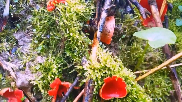 18 квітня СВЯТО ПІШЛИ ДО ЛІСУ!!СЕЗОН 2023!ПЕРШІ ВЕСНЯНІ ГРИБИ!!!ГРИБИ 2023 смотреть онлайн