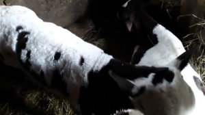 Как остановить диарею у теленка.