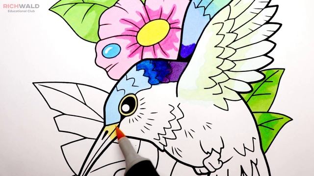 Мультик раскраска Колибри / для детей / как нарисовать Колибри / Толстый Карандаш смотреть онлайн