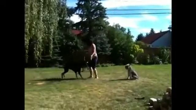 Doberman Skipping Rope смотреть онлайн