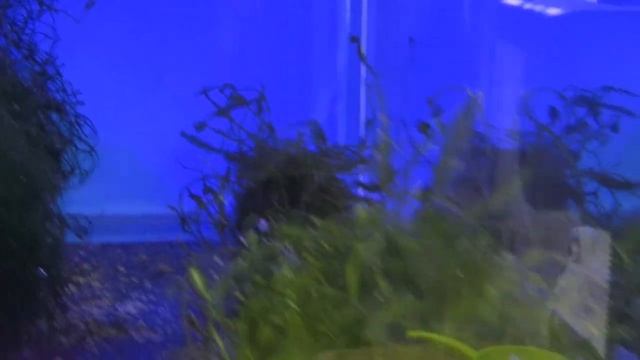 АКТИНИЯ-ГУДИНИ.АРТЕМИЯ КОРМ.КЛОУНЫ.КАУЛЕРПА ВИНОГРАДНАЯ. смотреть онлайн