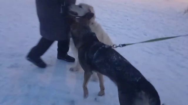 Валетик-Шпингалетик: Элли и команды смотреть онлайн