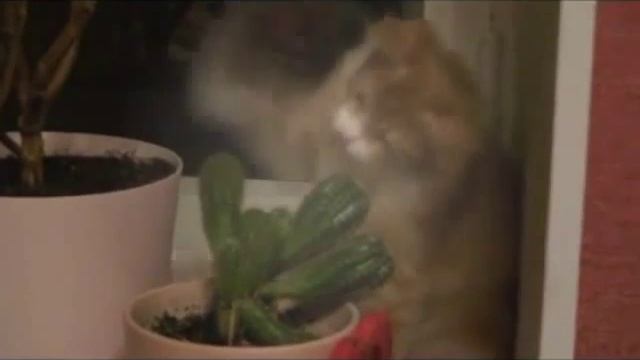 Коты Едят Кактусы! Видеоподборка смотреть онлайн