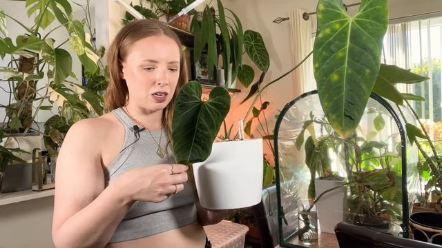 Full Anthurium Collection Tour | 50+ Plants from Common to ULTRA Rare смотреть онлайн