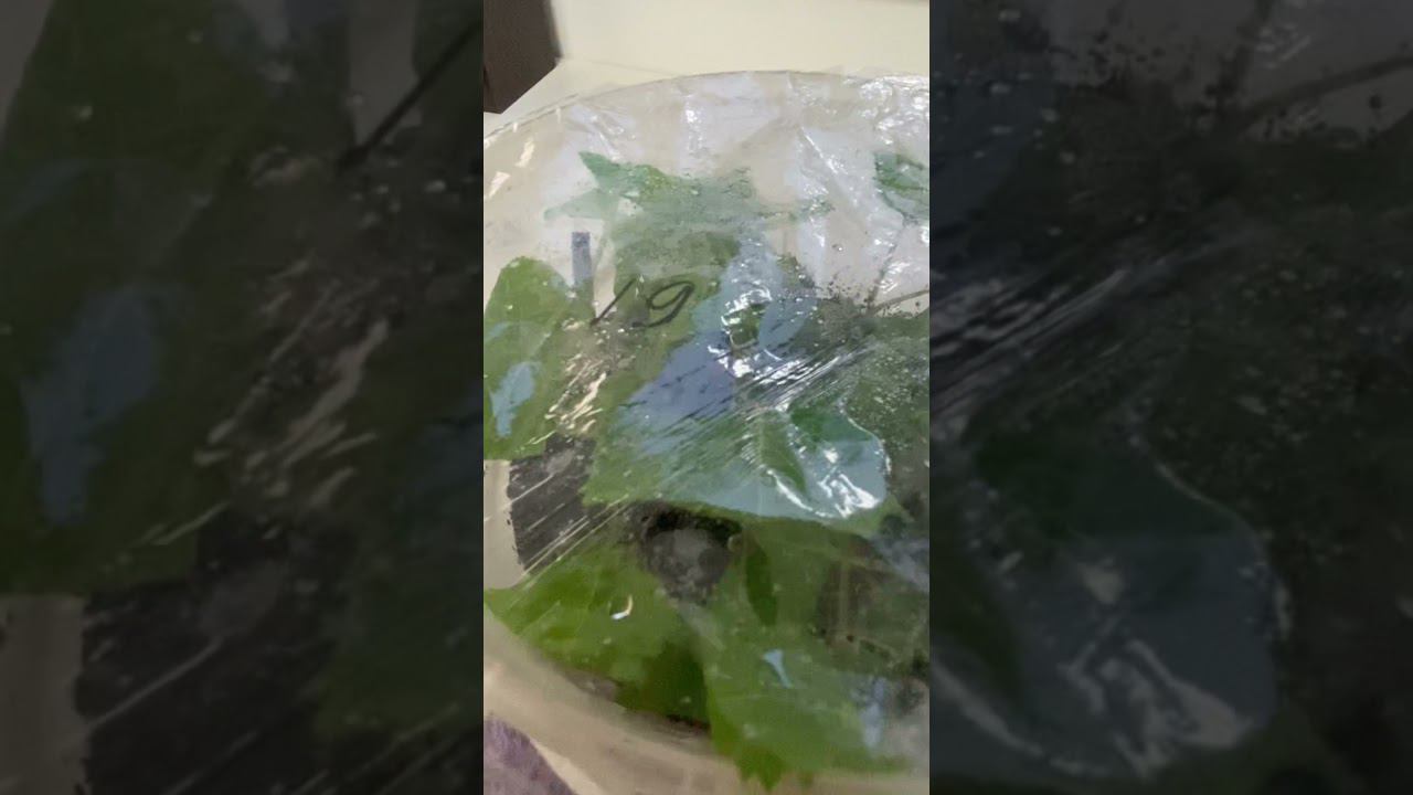 Первый раз черенковала гортензию. Shorts смотреть онлайн