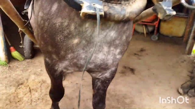 ЛОШАДИ/КОБЫЛА МАШКА ТЯЖЕЛОВОЗ ПЕРШЕРОНОВСКИХ КРОВЕЙ смотреть онлайн