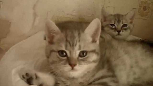 Британские котята (вискас) смотреть онлайн