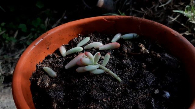 Cuidados Del Sedum Rubrotinctum Aurora / Sedum Rosa / Sedum Aurora