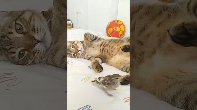 Кот и веселый воробей смотреть онлайн