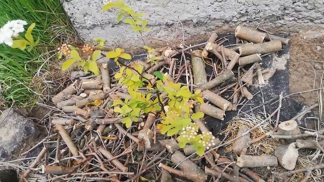 Спирея вангутта Голд Фонтейн Спiрея вангута Голд Фонтейн Spiraea vanhouttei Gold Fontain смотреть онлайн