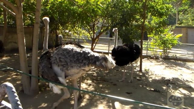 Экскурсия в Одесский зоопарк смотреть онлайн