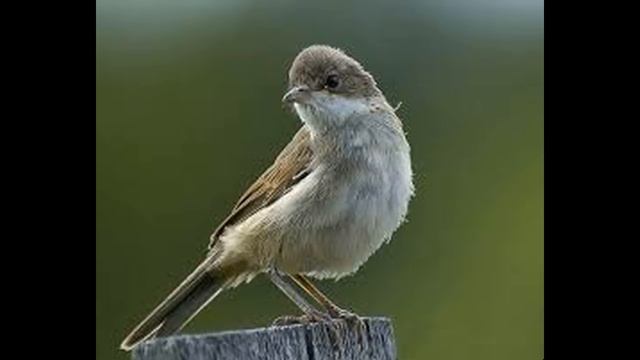Голоса птиц. Славка садовая (Sylvia Borin)