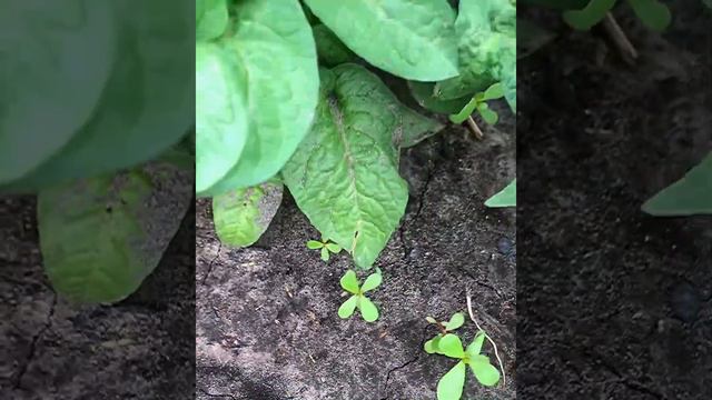 Как формировать томаты чтобы получить большой урожай? смотреть онлайн