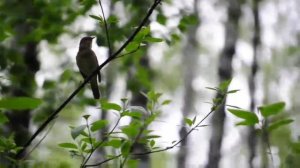 Руслан Кирамутдинов-Бер конлек гомер.
