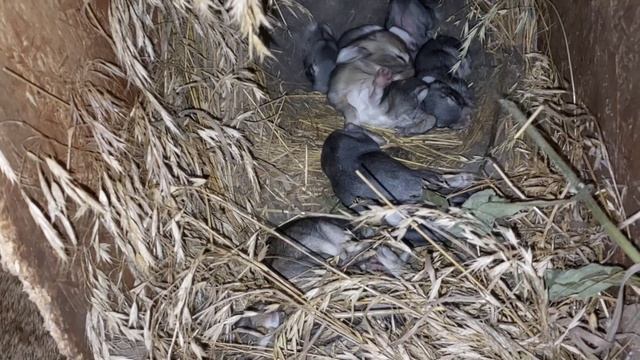 УБИРАЕМ ЧЕСНОК И ЛУК. КОТЯТ ПЕРЕНЕСЛИ УЖЕ В ДОМ. КОТЯТАМ 2 НЕДЕЛИ. 13.07.23 смотреть онлайн