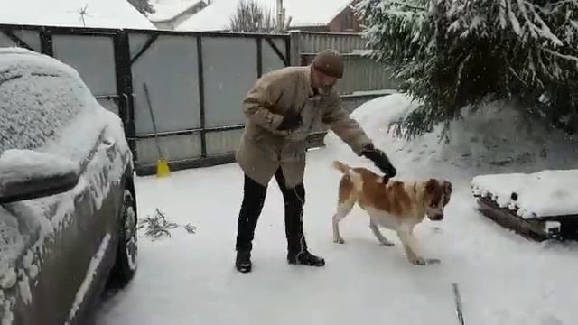 Алабай - порода собак или, скорее, кошек?