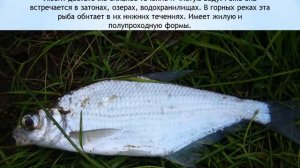 Белоглазка