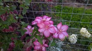 Клематисы! Красивые и легкие в уходе. Обзор клематисов из разных питомников. Северо-Западный регион