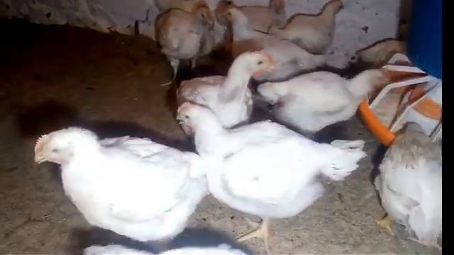 Утримання бройлера в домашніх умовах смотреть онлайн
