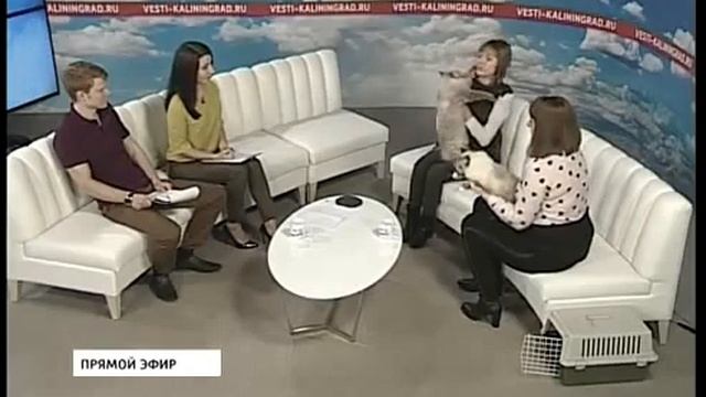 ТК Россия. Невские маскарадные кошки. Поговорим о породе в прямом эфире смотреть онлайн