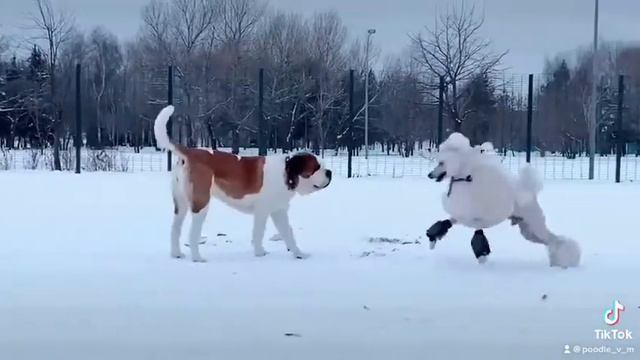 Королевский пудель Мир (poodle Miro) - знакомство с другими собаками 1, «Ты кто?» ??????