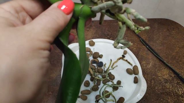 16.10.21.отдали ОРХИДЕЮ пересадка . смотреть онлайн