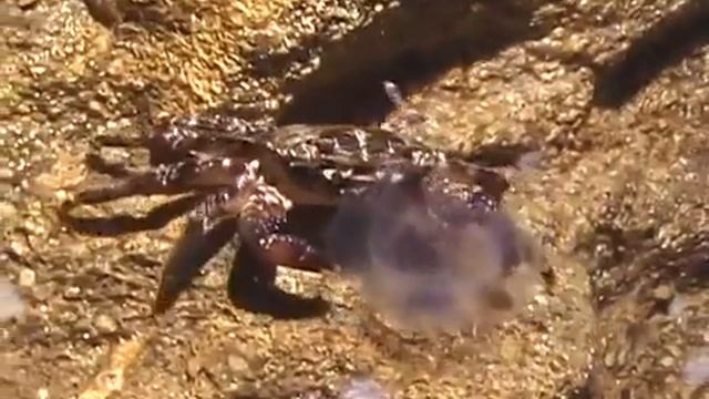 © Мраморный краб Pachygrapsus marmoratus 11 Fauna of the Black Sea 1 смотреть онлайн