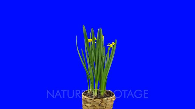 Time-lapse of growing, opening and rotating Narcissus Tete-a-Tete 1vb1 in 5K Animation format wit.. смотреть онлайн