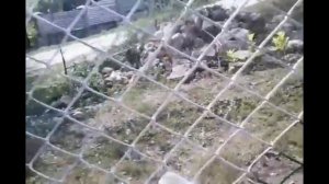 как покрасить сетку рабицу на заборе