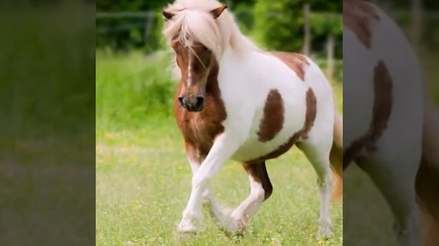 Красивая песенка про лошадку смотреть онлайн