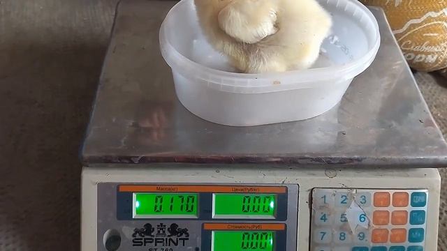 Взвешивание, 7 суток бройлеру: "Славный корм" смотреть онлайн