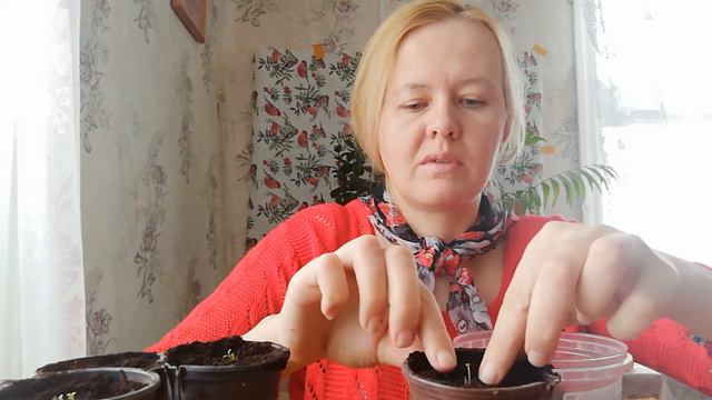 Самая лучшая пересадка петунии!!! The best petunia transplant!!! смотреть онлайн