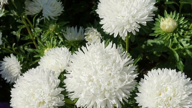 ЦВЕТОК вместо астры -  ХРИЗАНТЕЛЛА