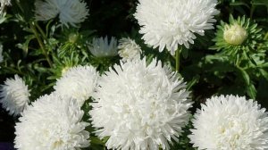 ЦВЕТОК вместо астры -  ХРИЗАНТЕЛЛА