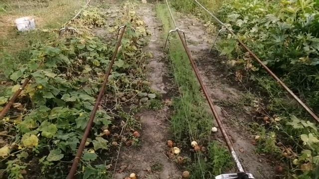 Убираю огород, копаю чудо-лопатой и сею сидерат смотреть онлайн