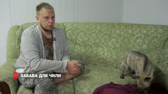 Гиена живет с дикой кошкой во Владивостоке смотреть онлайн