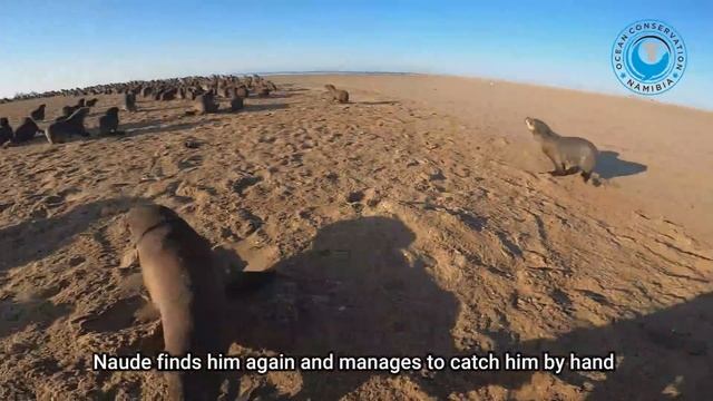 Another Cute Seal "Thanks" Rescuer смотреть онлайн