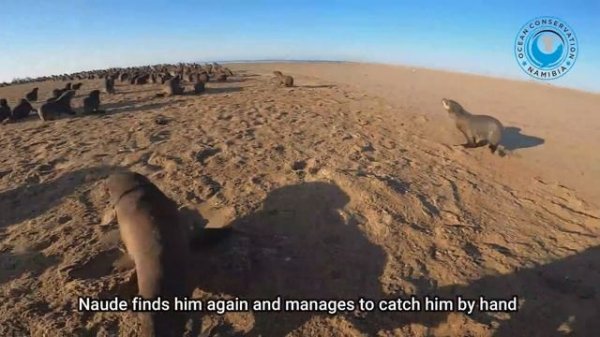 Another Cute Seal "Thanks" Rescuer