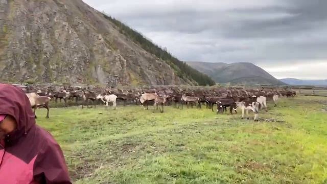 Всемирный день животных. Момский улус Якутии. Олени. Видео 5 смотреть онлайн