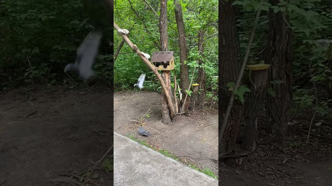 Наглые голуби смотреть онлайн