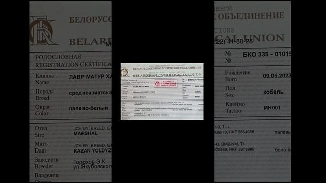 САО АЛАБАЙ ХЛОЯ И МАРШАЛ - РОДИТЕЛИ ЛАВЫ И ЛАВРА смотреть онлайн