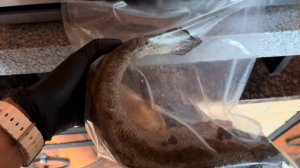 Цельная форель, приготовленная методом «су вид»