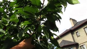 Обрезка черешни. Как формировать черешню.