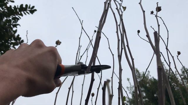 How to Prune the Rose of Sharon (Hibiscus syriacus) смотреть онлайн