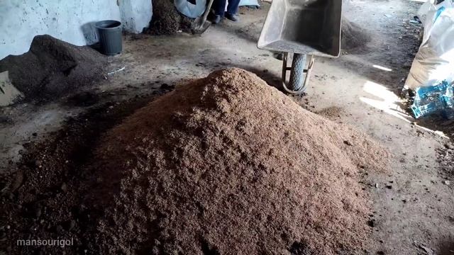 Cutting euonymus in the sand / Easily propagate euonymus varieties at home смотреть онлайн